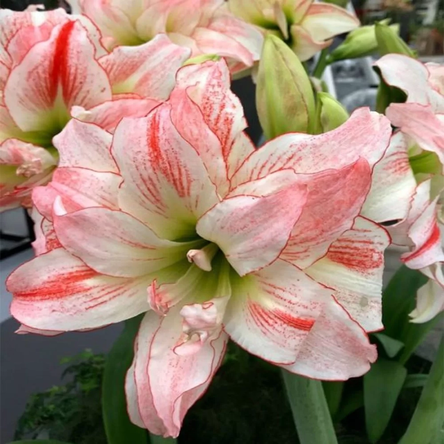 amarilys-aphrodite Bulbi de Amaryllis - Hippeastrum Aphrodite 1