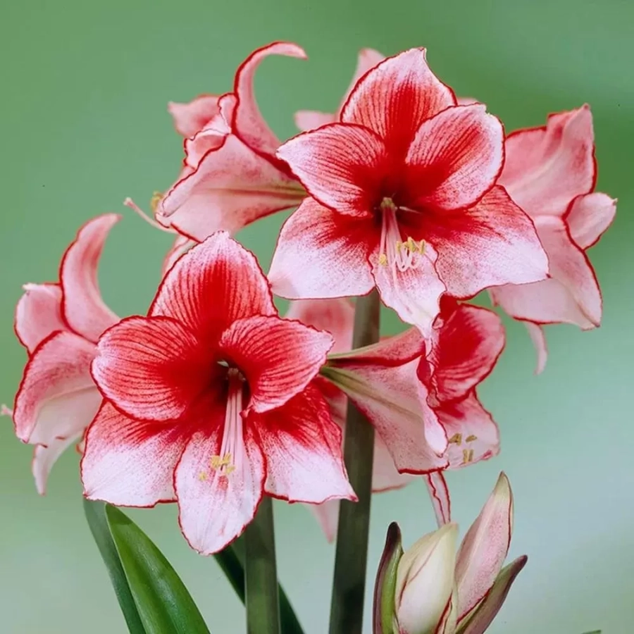 amarilys-charisma Bulbi de Amaryllis - Hippeastrum Charisma 1