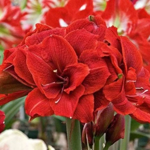 Bulbi de Amaryllis - Hippeastrum Double Nymph 1