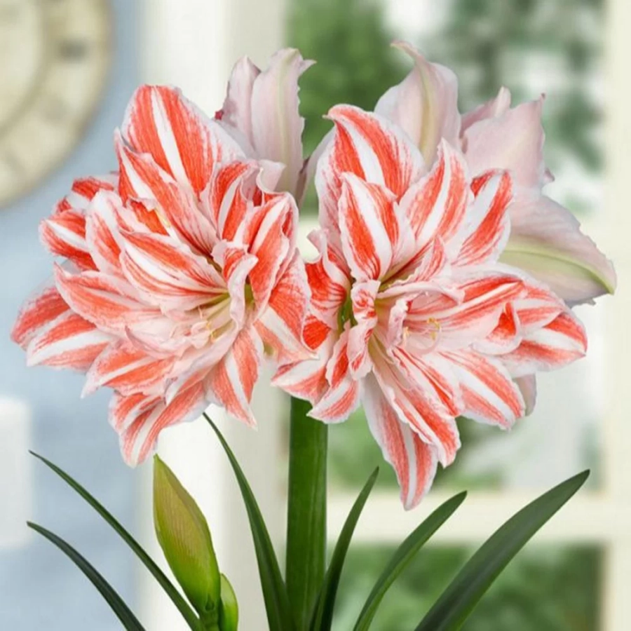 amarilys-dancing-queen Bulbi de Amaryllis - Hippeastrum Dancing Queen 1