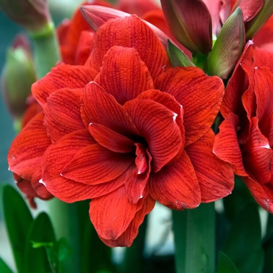 amarilys-double-dragon Bulbi de Amaryllis - Hippeastrum Double Dragon 1