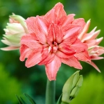 Bulbi de Amaryllis - Hippeastrum Double Lady Jane 1