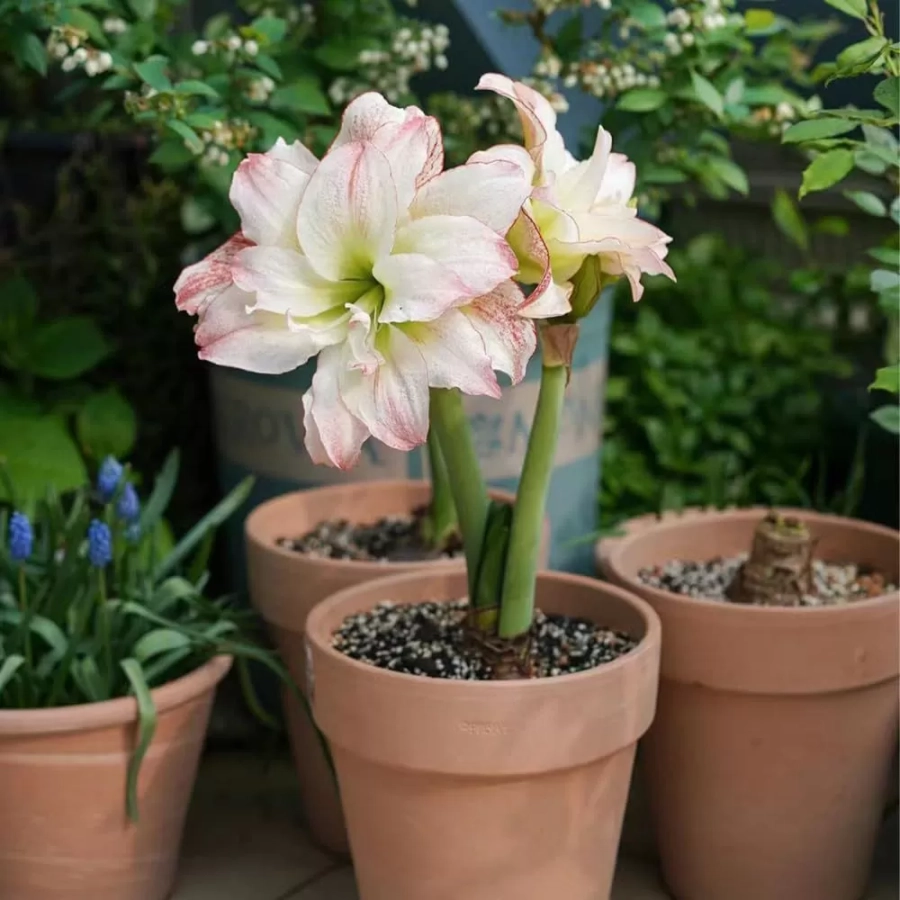 Bulbi de Amaryllis - Hippeastrum Double Record 1