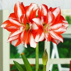 Bulbi de Amaryllis - Hippeastrum Exotic Peacock 1