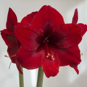 Bulbi de Amaryllis - Hippeastrum Grand Diva 1