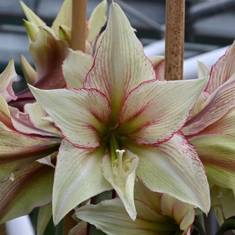 amarilys-green-magic Bulbi de Amaryllis - Hippeastrum Green Magic 1