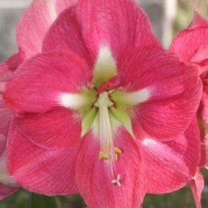 Bulbi de Amaryllis - Hippeastrum Pink 1