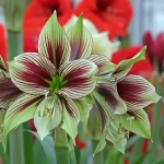 Bulbi de Amaryllis - Hippeastrum Papillio 1
