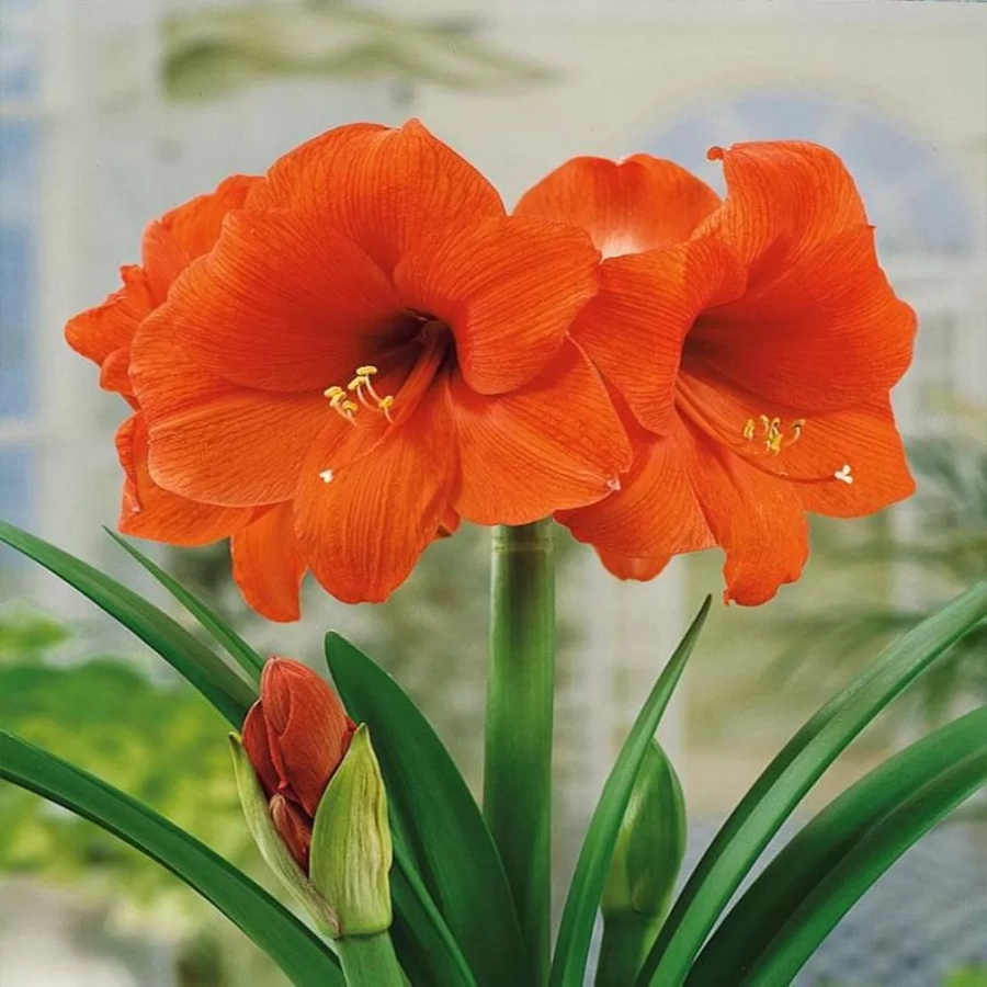 amarilys-park-orange Bulbi de Amaryllis - Hippeastrum Park Orange 1