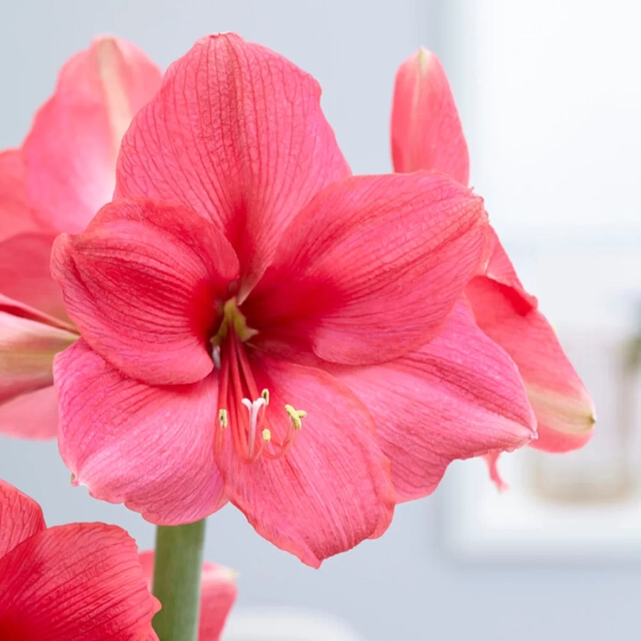 amarilys-pink Bulbi de Amaryllis - Hippeastrum Double Pink 1 1