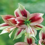 Bulbi de Amaryllis - Hippeastrum Red Magic 1