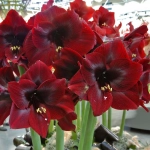 Bulbi de Amaryllis - Hippeastrum Royal Velvet 1