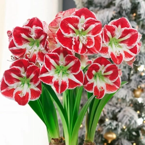 Amaryllis