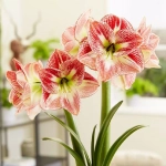 Bulbi de Amaryllis - Hippeastrum Spotted Cream 1