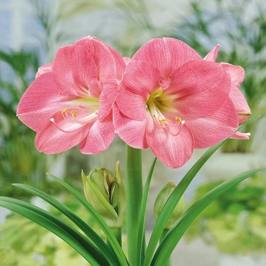 amarilys-susan Bulbi de Amaryllis - Hippeastrum Susan 1