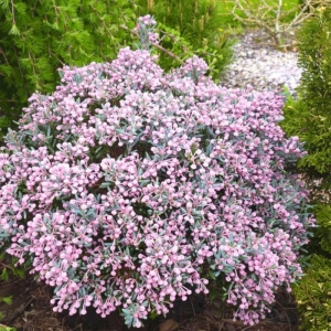 Andromeda Polifolia - Blue Lagoon Ice - Ghiveci 3 l - Inaltime 40 - 50 cm 1