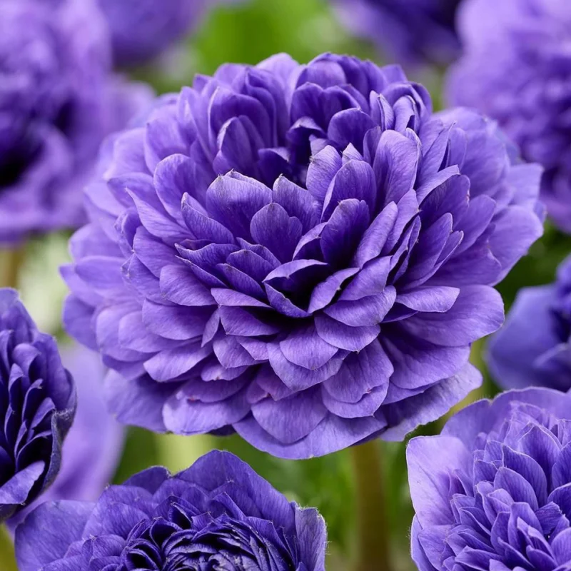 Bulbi de Anemone Double Gigant - Royal Blue - 10 Buc / Pachet 2