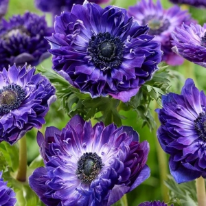 Bulbi de Anemone Double Gigant - Royal Blue - 10 Buc / Pachet 1