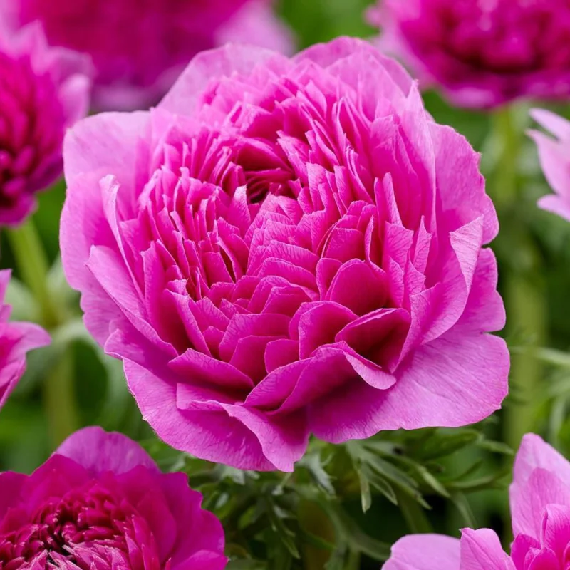 Bulbi de Anemone Double Gigant - Royal Pink - 10 Buc / Pachet 2