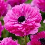 Bulbi de Anemone Double Gigant - Royal Pink - 10 Buc / Pachet 1