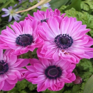 Bulbi de Anemone Double The Admiral 1