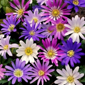 Bulbi de Anemone Blanda mix multicolor 1