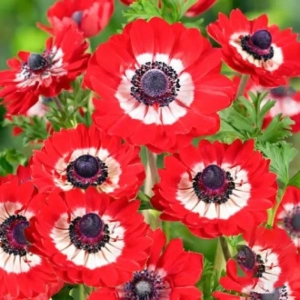 Bulbi de Anemone Double The Governor 1