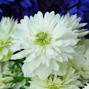 Bulbi de Anemone Mount Everest 1
