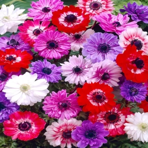 Bulbi de Anemone St. Brigid mix 1