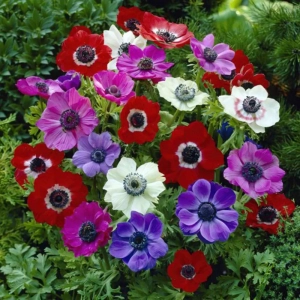Bulbi de Anemone The Caen mix multicolor 1