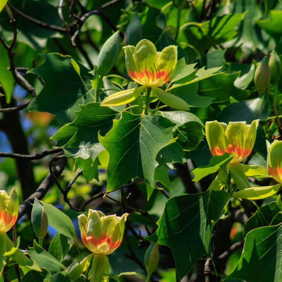 Arborele de Lalea - Liriodendron Tulipifera - Ghiveci 3 L - Inaltime 160 - 180 cm 3