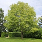 Arborele de Lalea - Liriodendron Tulipifera - Ghiveci 3 L - Inaltime 160 - 180 cm 1