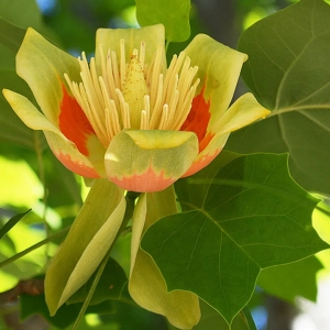 Arborele de Lalea - Liriodendron Tulipifera - Ghiveci 3 L - Inaltime 160 - 180 cm 2