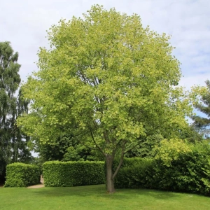 Arborele de Lalea - Liriodendron Tulipifera - Ghiveci 3 L - Inaltime 160 - 180 cm 1