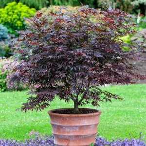 Arțar Japonez Atropurpureum - Ghiveci de 2 l - Inaltime 30 - 40 cm 1