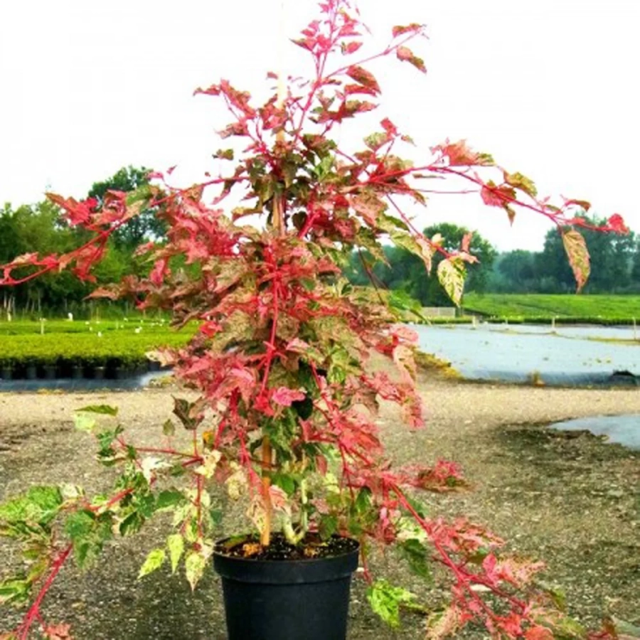 artar-japonez-artar-japonez-flamingo Arțar Japonez Flamingo - Ghiveci de 2 l - Inaltime 30 - 40 cm 1