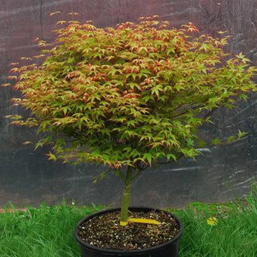 Arțar Japonez Little Princess - Ghiveci de 2 l - Inaltime 30 - 40 cm 1