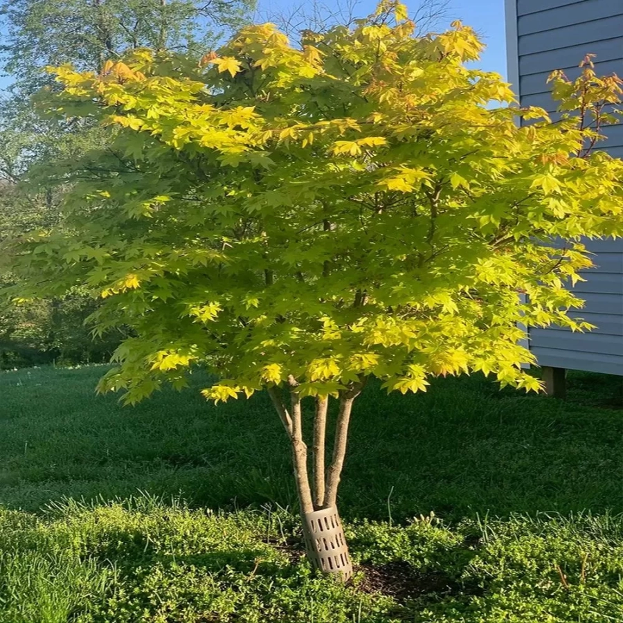 Arțar Japonez Orange Dream - Ghiveci de 2 l - Inaltime 30 - 40 cm 1