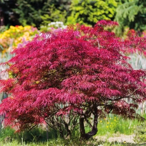 Arțar Japonez Wilsons Pink Dwarf - Ghiveci de 2 l - Inaltime 30 - 40 cm 1