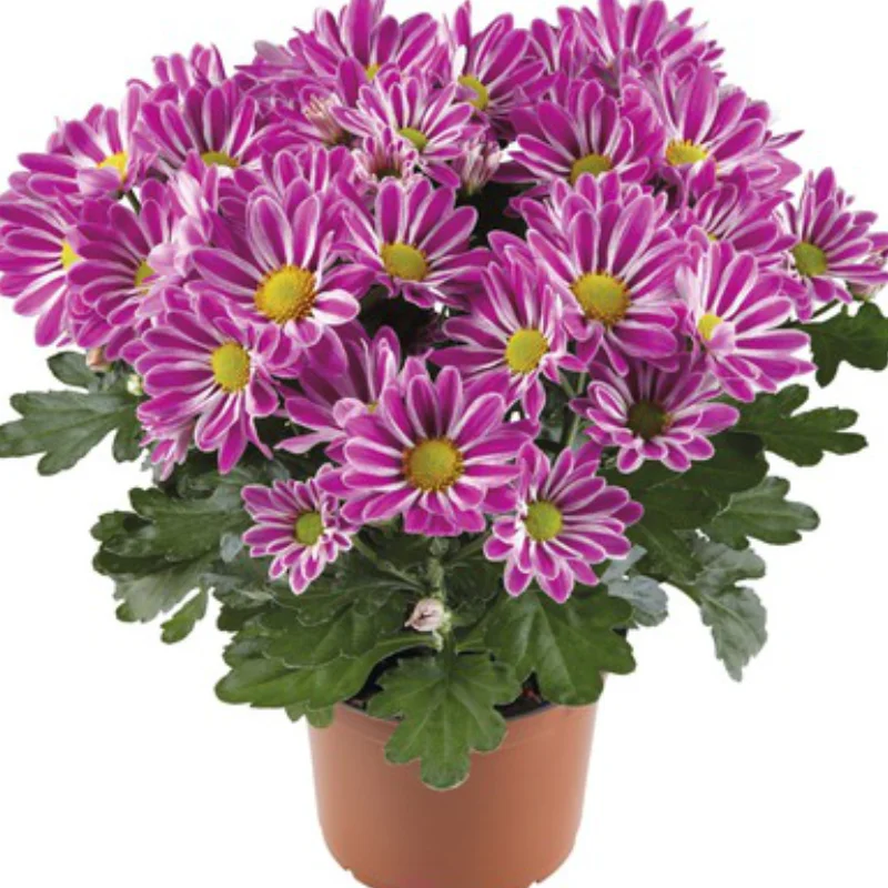 artistic-armin Crizanteme Timpurii - Armin - La Ghiveci - Inaltime 30 - 40 cm 1