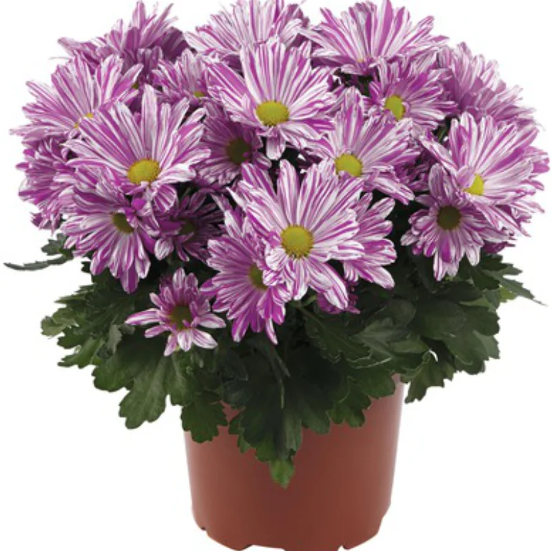 Crizanteme Timpurii - Artistic Rosy - La Ghiveci - Inaltime 30 - 40 cm 1