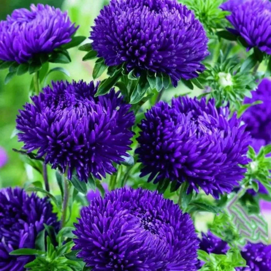 aster-chinese-blue Aster Chinese Blue 1