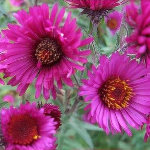 Aster Lou Williams 1