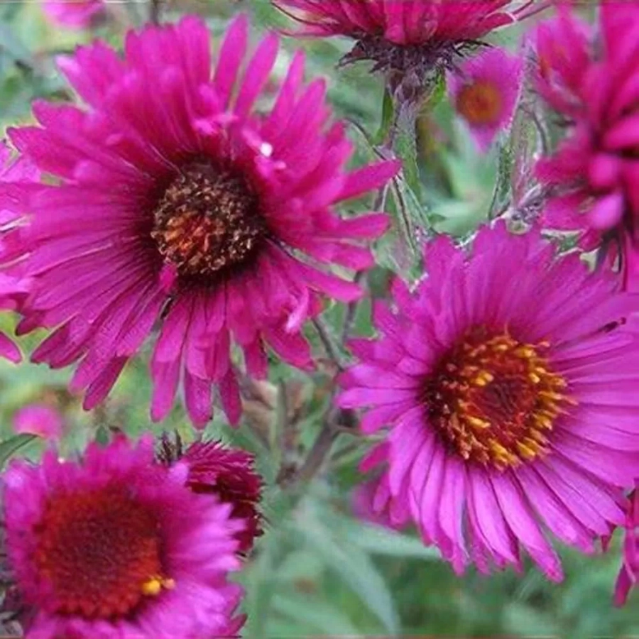 Aster Lou Williams 1