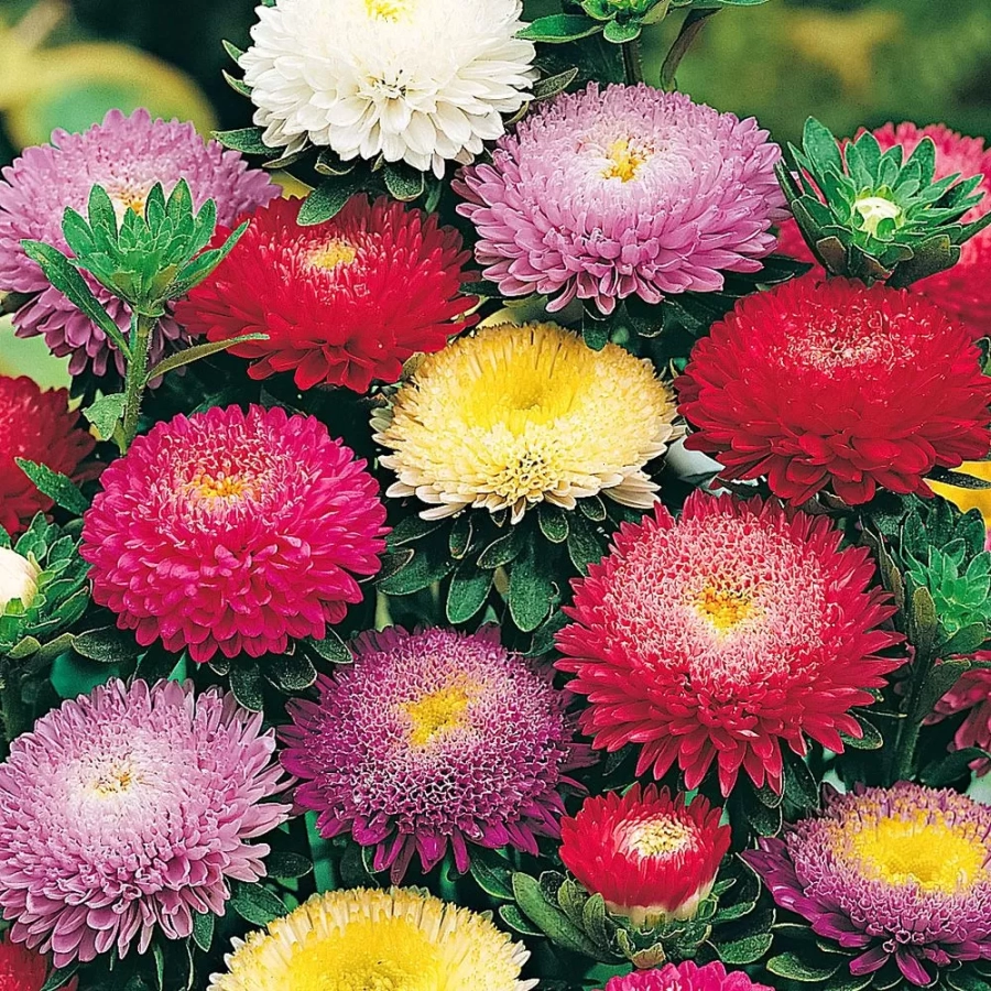 aster-mix-1-5-buc Aster Mix 5 buc/pachet 1