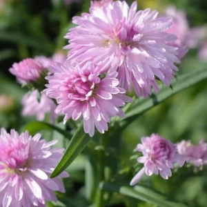 Aster Pink 1