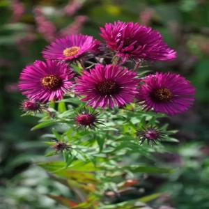 Aster Purple Ruby 1