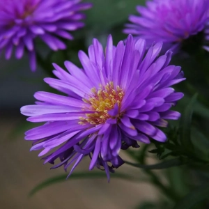 Aster Violet 1