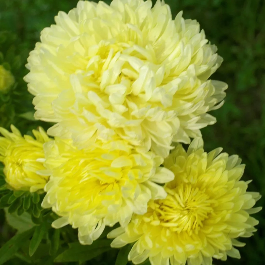 Aster Yellow 1