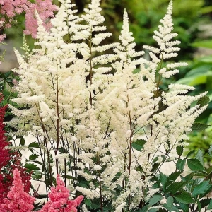 Astilbe Albe 1